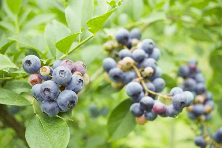 这几种果玩蓝莓种植行情被看好你选对品种了吗