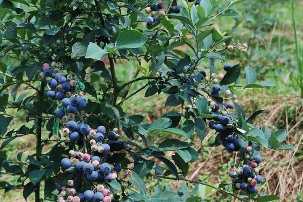 气候 可根据国内气候特点与蓝莓不同品种群生长习性将种植区域大致