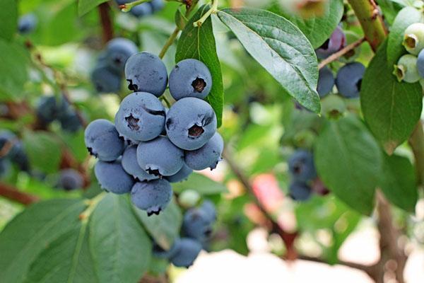 79亿元的企业债券发展蓝莓种植产业