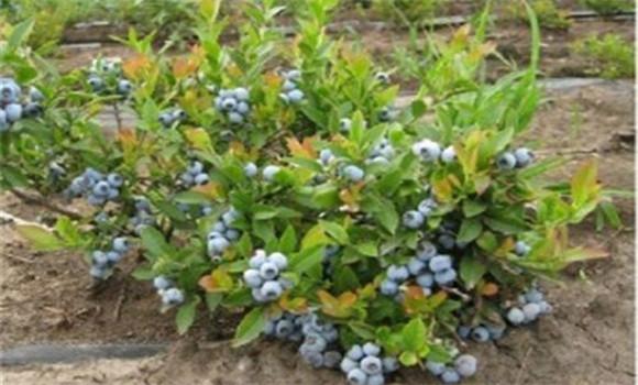 蓝莓苗几年结果蓝莓苗什么时候种植