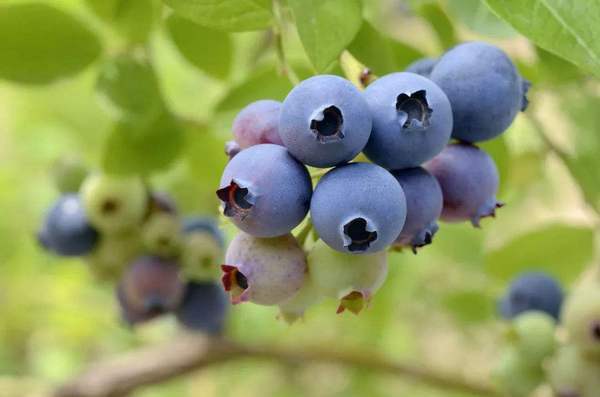 蓝莓种植*景江西蓝莓苗批发蓝莓种植技术栽培