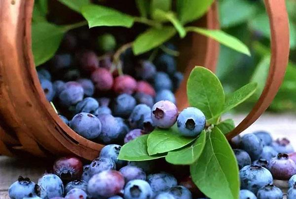 蓝莓什么时候种植蓝莓种植一亩的成本