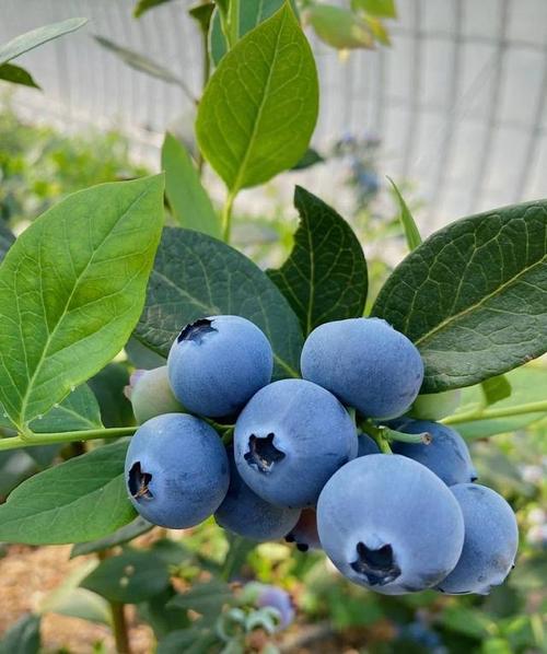 蓝莓种植技术,蓝莓种植技术和适宜气候条件(果子又大又多又美味)