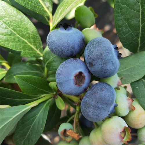 蓝莓苗种植培训技术指导蓝莓苗批发价格蓝莓苗