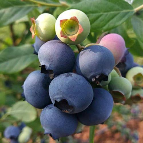 保湿邮寄适合种植的蓝莓品种批发商